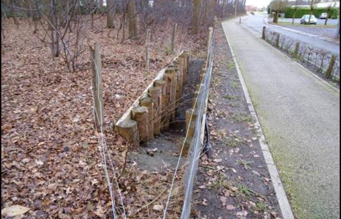 Amfibietunnel tussen natuurgebied (bos) en bedrijventerrein waar zich een vijver bevindt waar de padden welig tieren.
